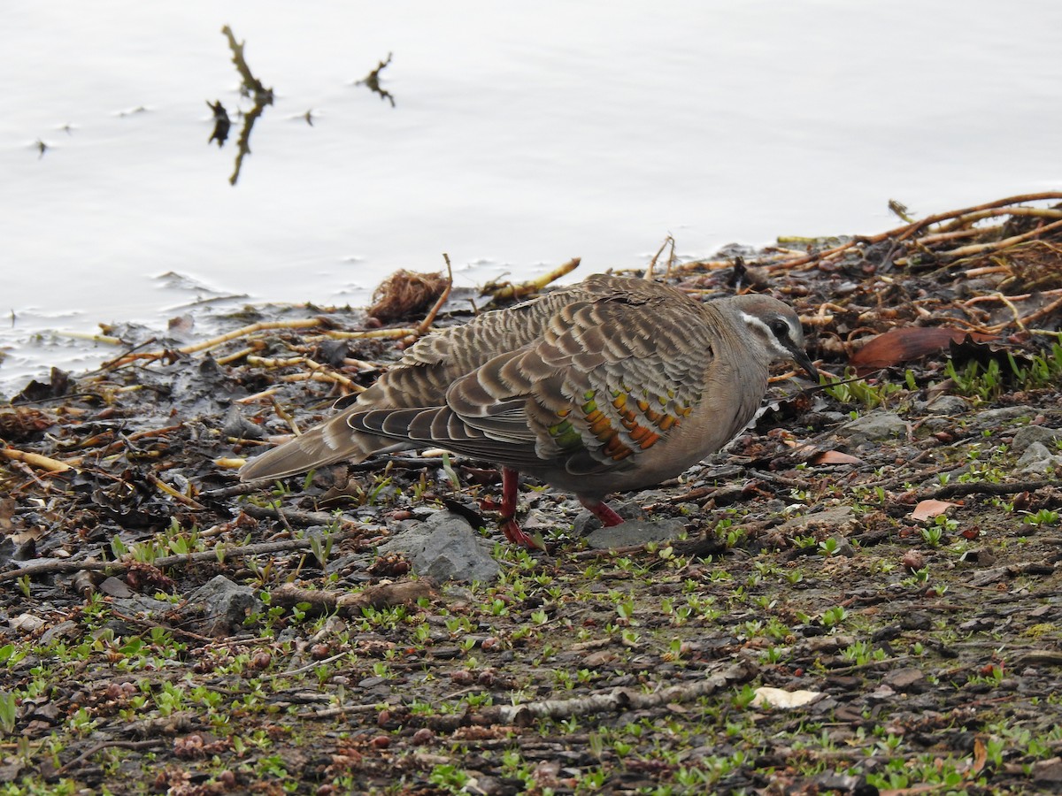 Common Bronzewing - ML642356005