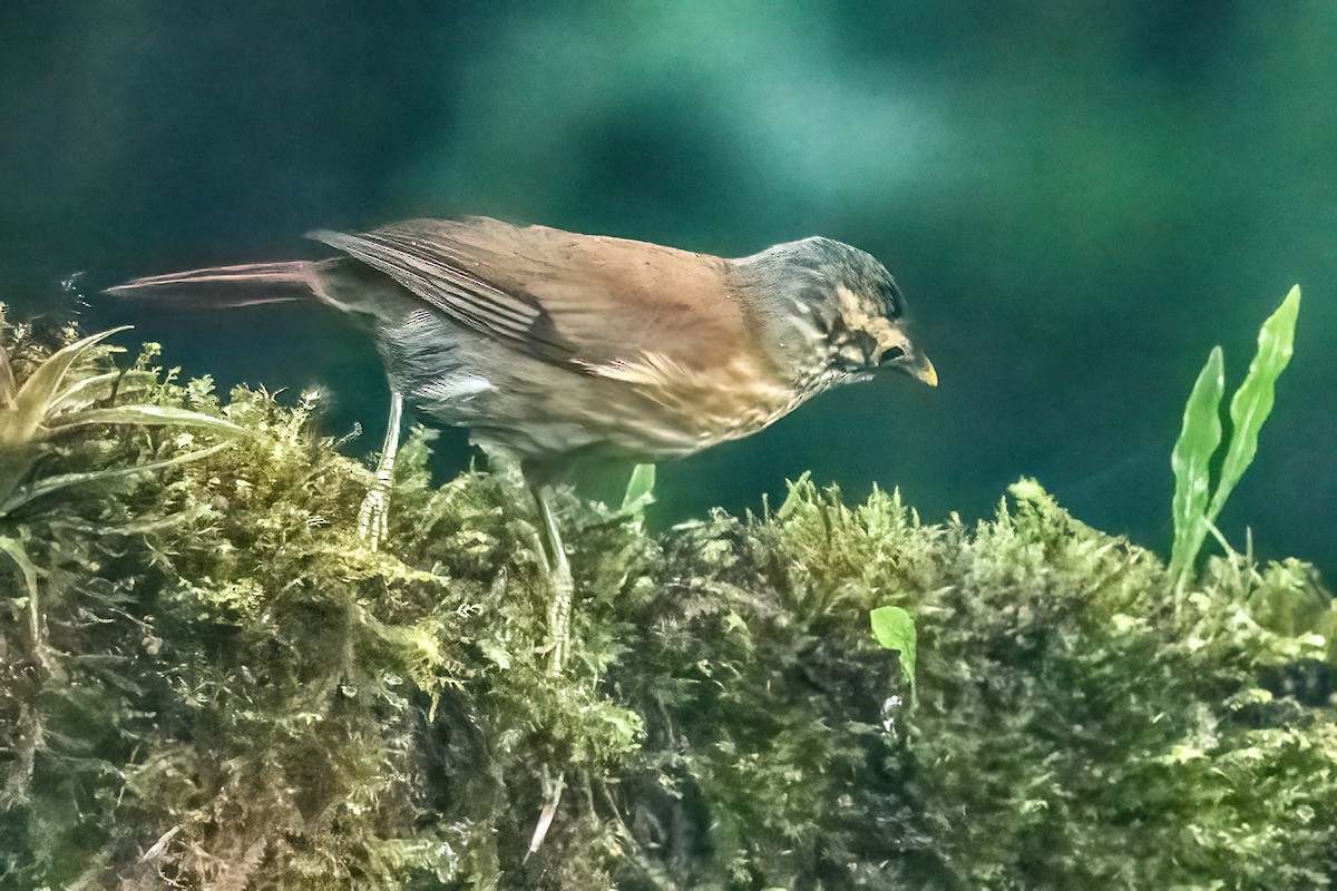 Scaly-throated Foliage-gleaner - ML642356016