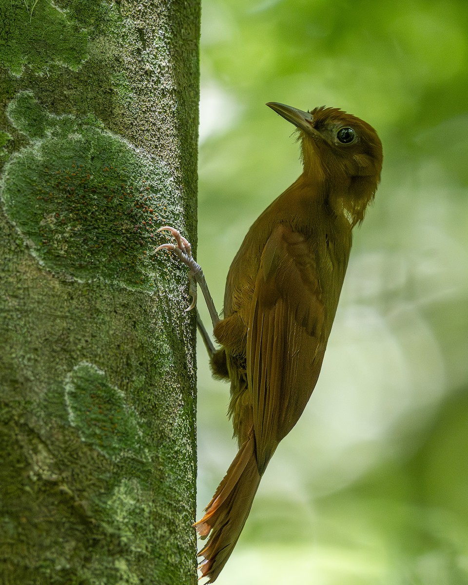 Ruddy Woodcreeper - ML642356035