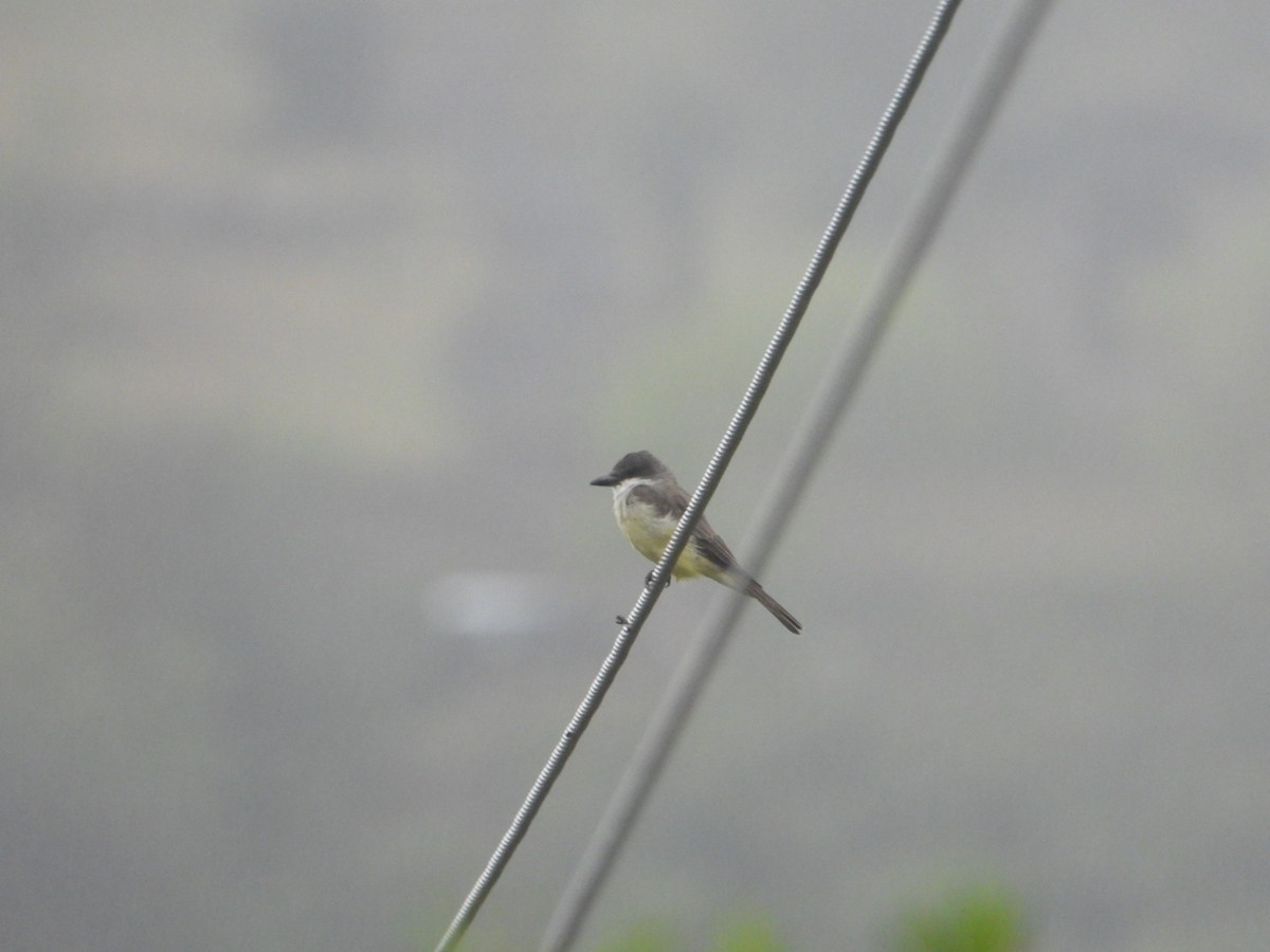 Thick-billed Kingbird - ML642356044