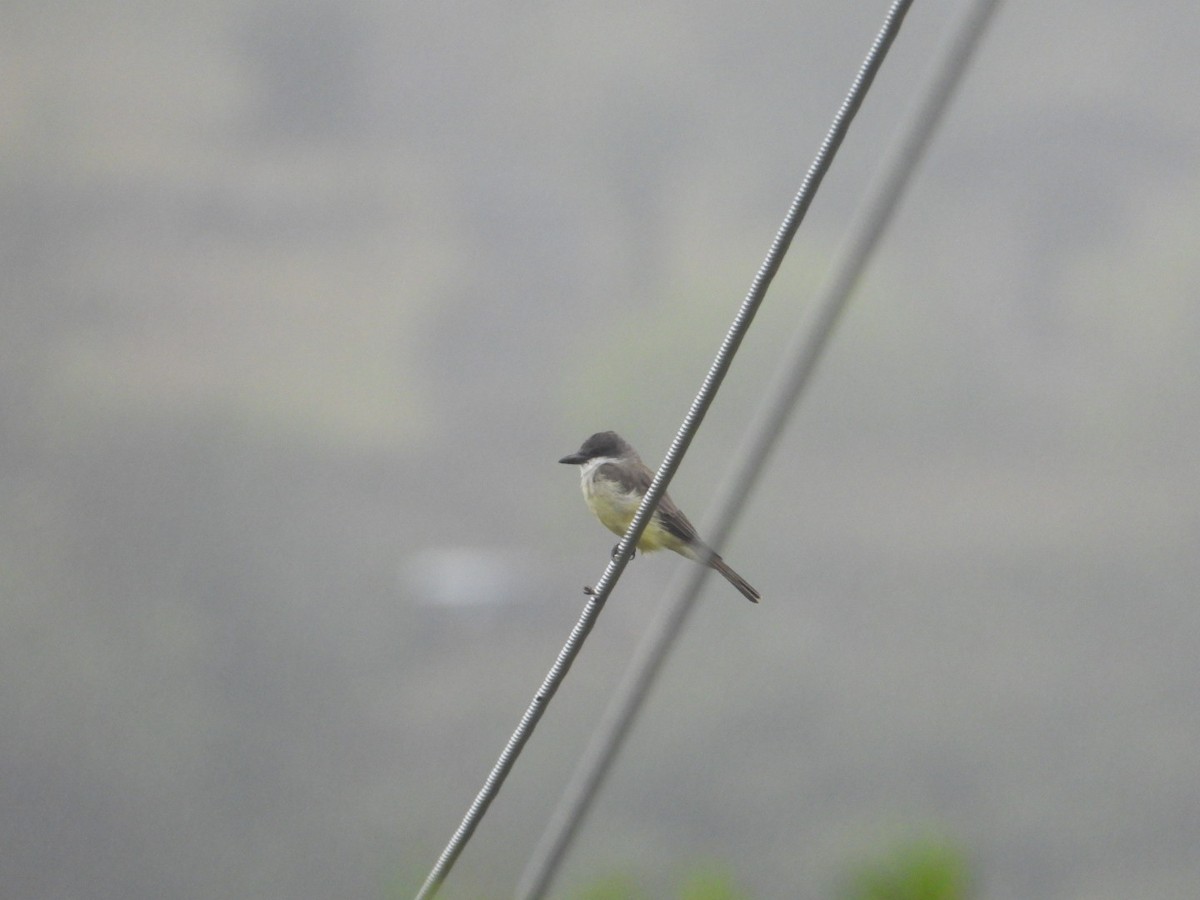 Thick-billed Kingbird - ML642356045