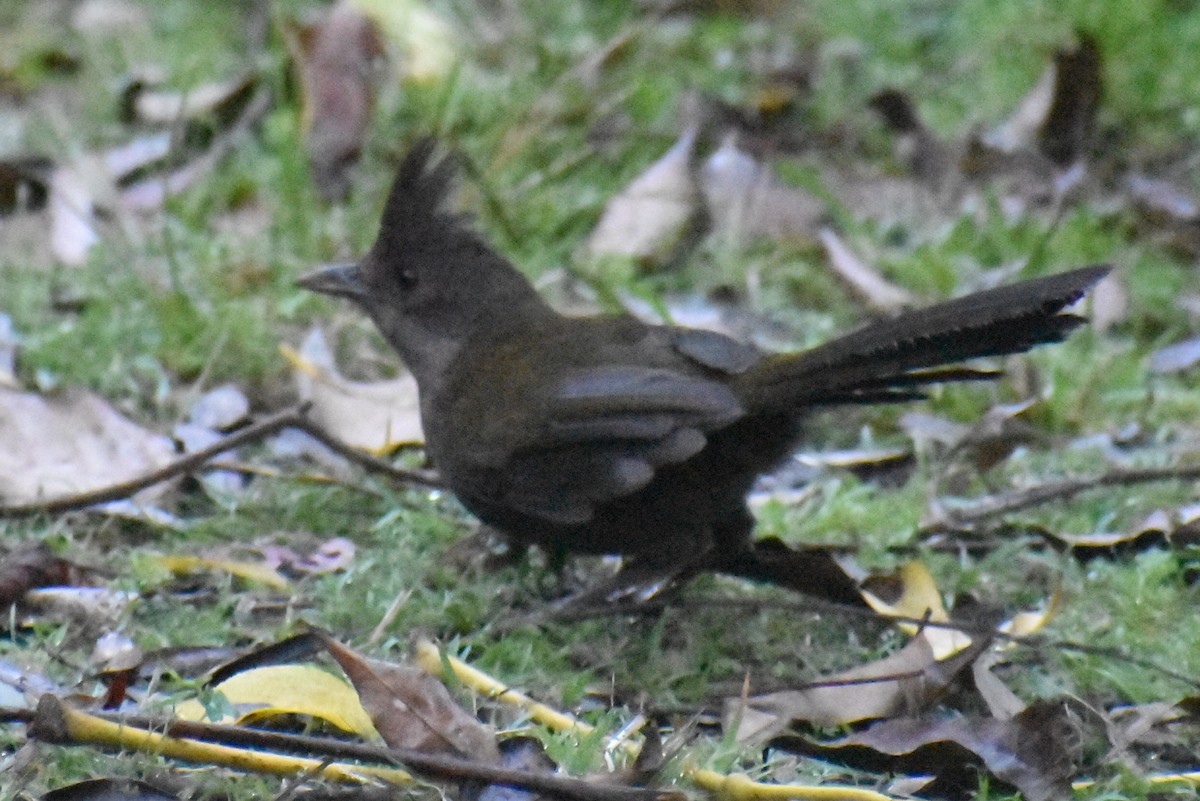 Eastern Whipbird - ML642356047