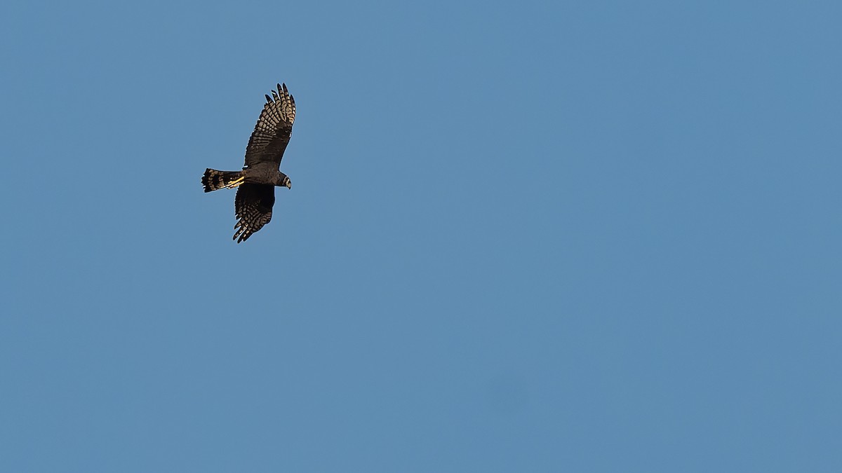 Long-winged Harrier - ML642356068