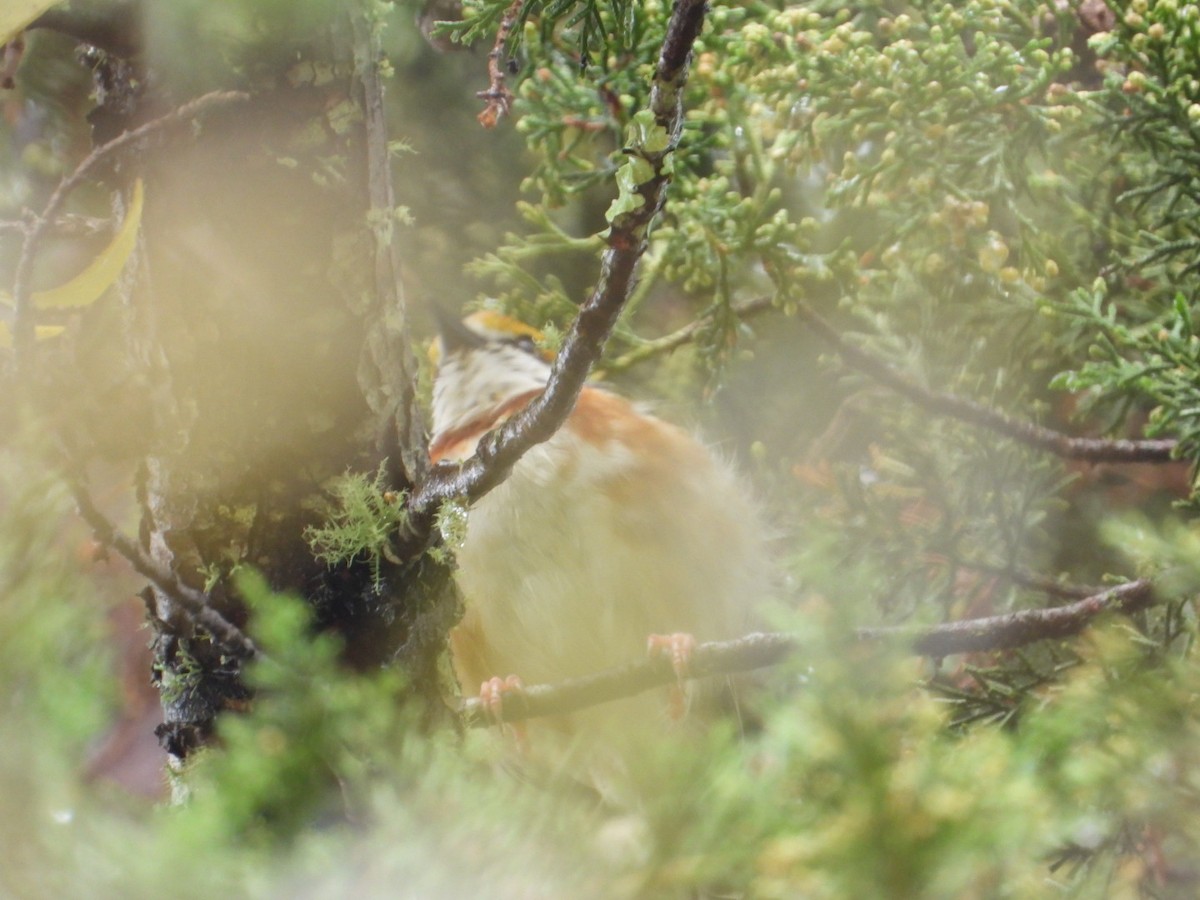 Chestnut-sided Shrike-Vireo - ML642356106