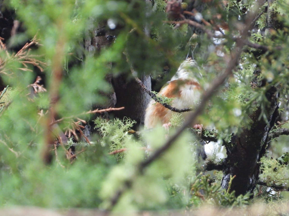 Chestnut-sided Shrike-Vireo - ML642356107