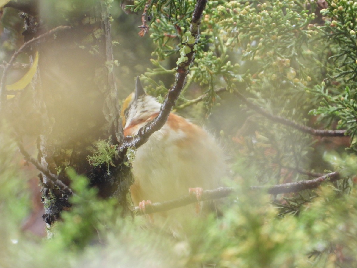 Chestnut-sided Shrike-Vireo - ML642356108