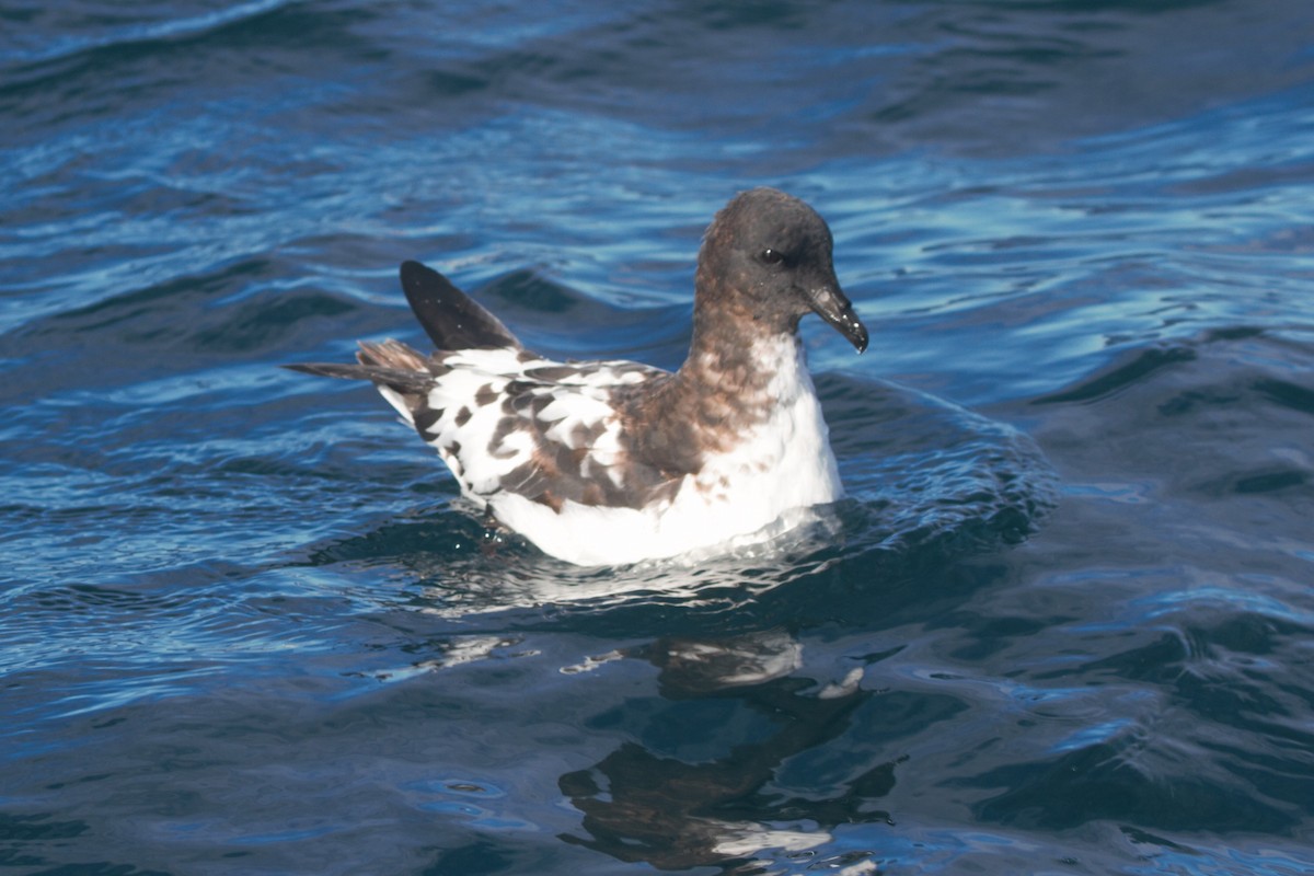 Pintado Petrel - ML642356124