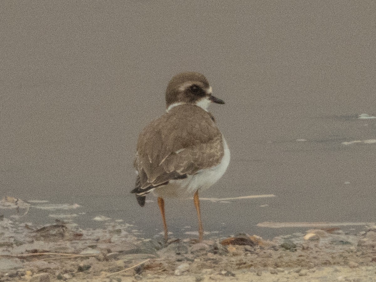 Semipalmated Plover - ML642356132