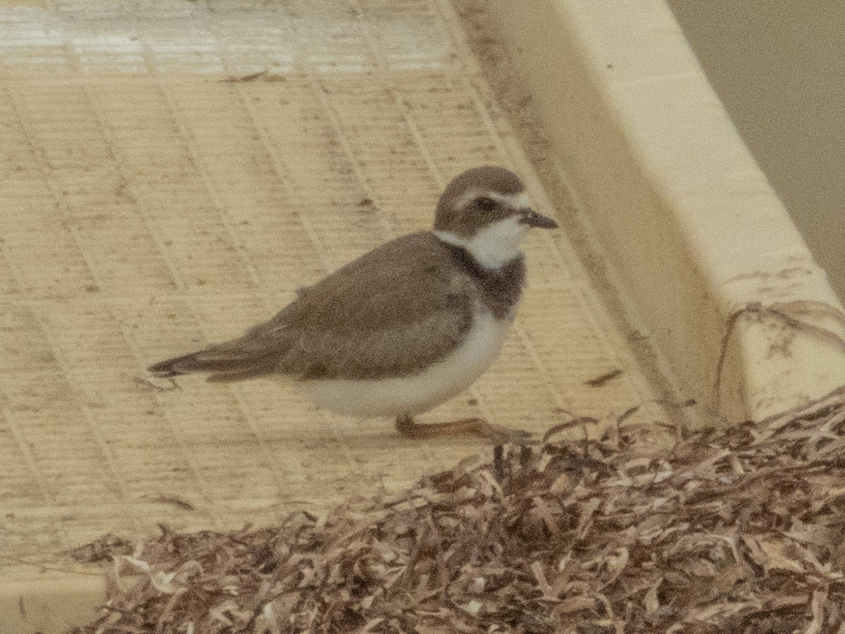 Semipalmated Plover - ML642356134