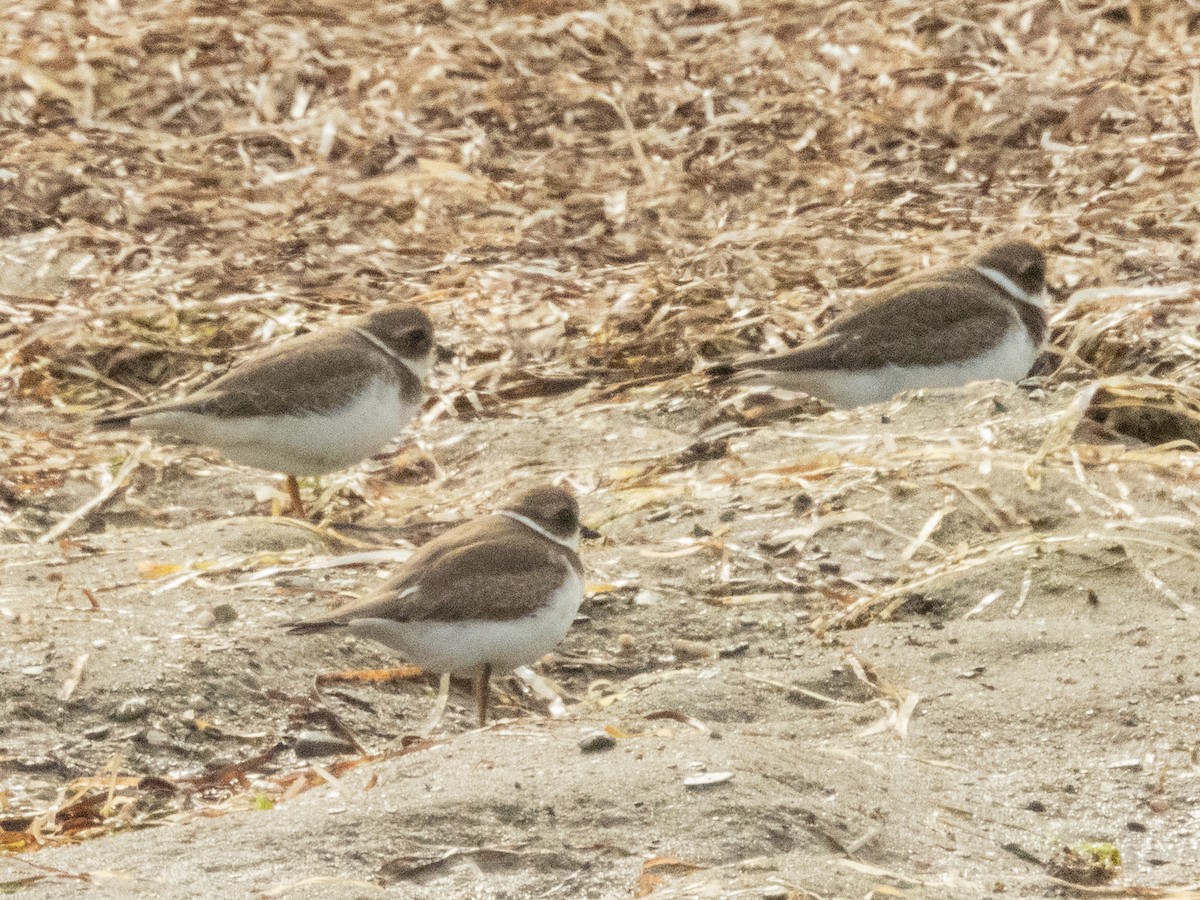 Semipalmated Plover - ML642356135