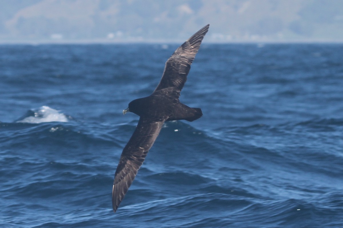 White-chinned Petrel - ML642356137