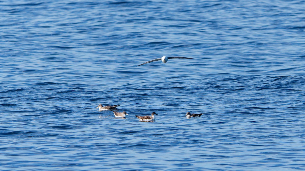 Northern Fulmar - ML642356155