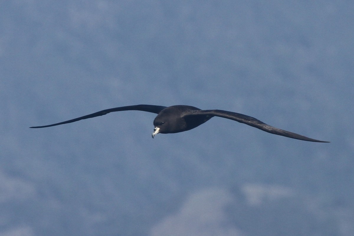 Westland Petrel - ML642356157