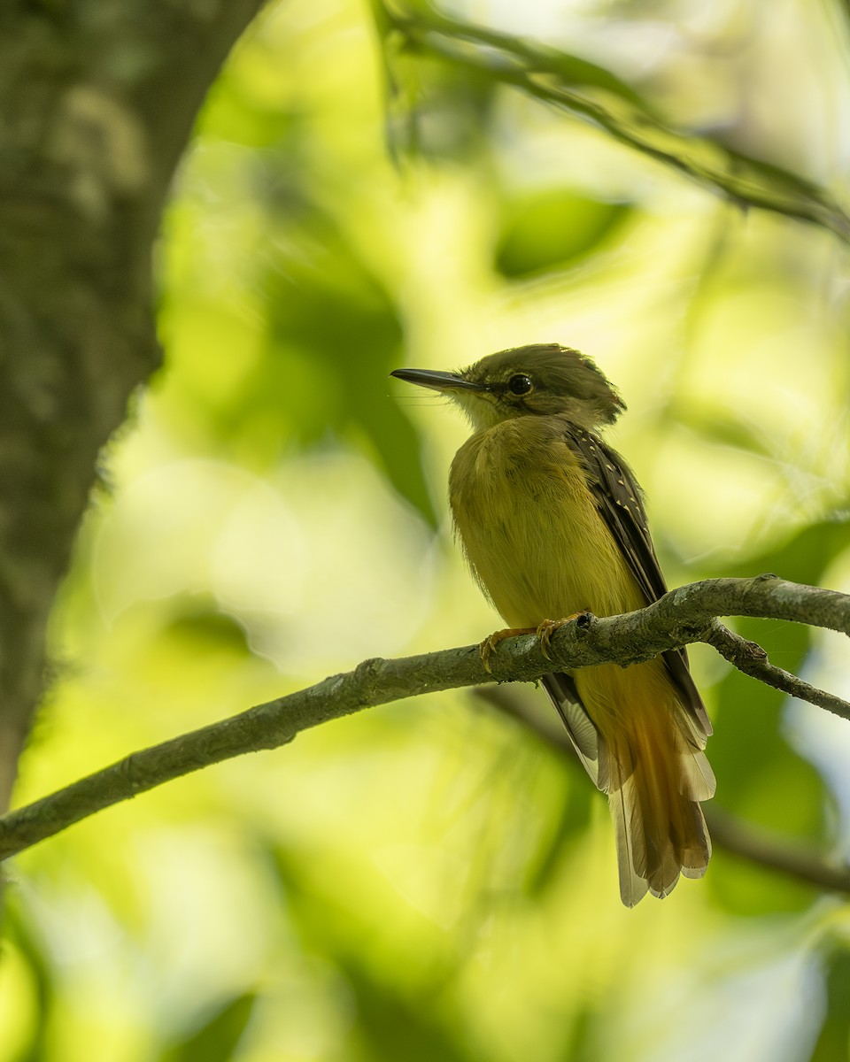 Tropical Royal Flycatcher (Northern) - ML642356165