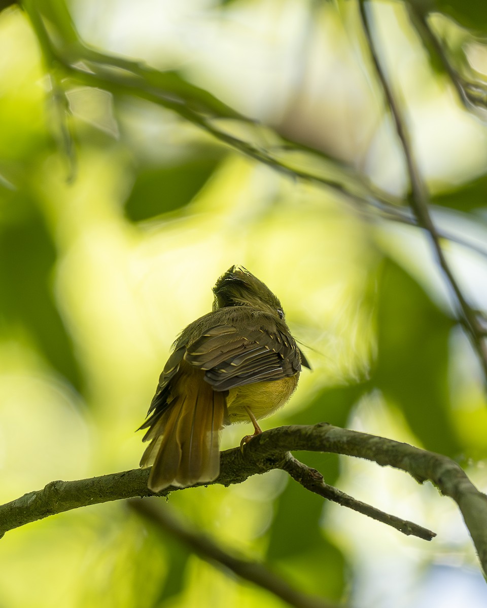 Tropical Royal Flycatcher (Northern) - ML642356166