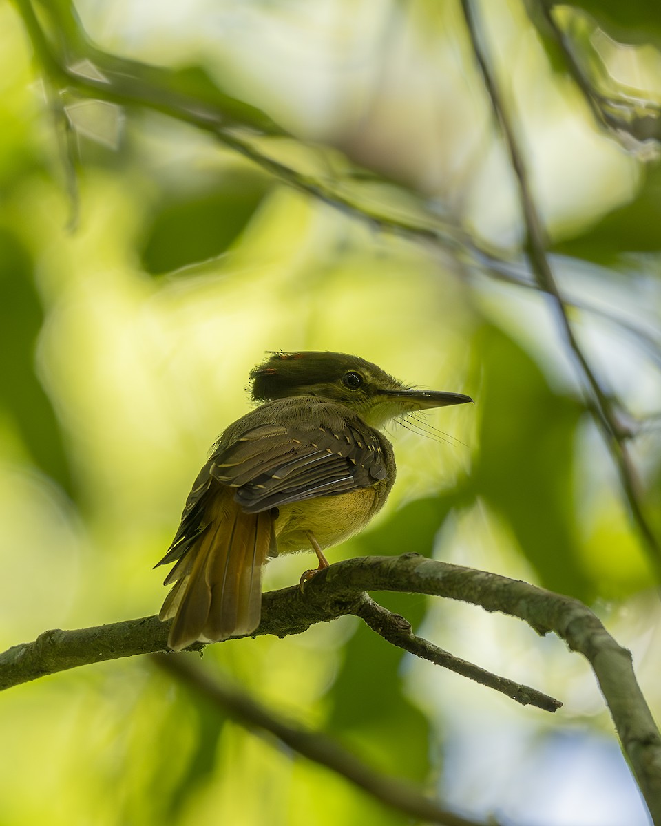Tropical Royal Flycatcher (Northern) - ML642356167