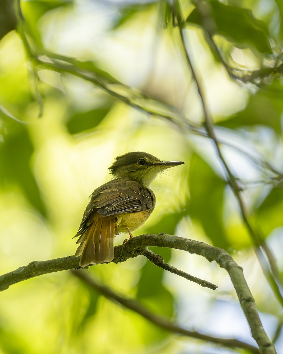 Tropical Royal Flycatcher (Northern) - ML642356169