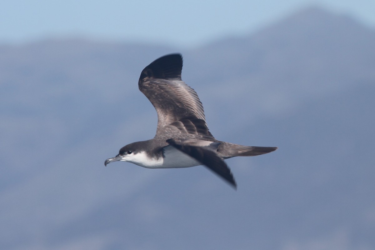 Buller's Shearwater - ML642356173