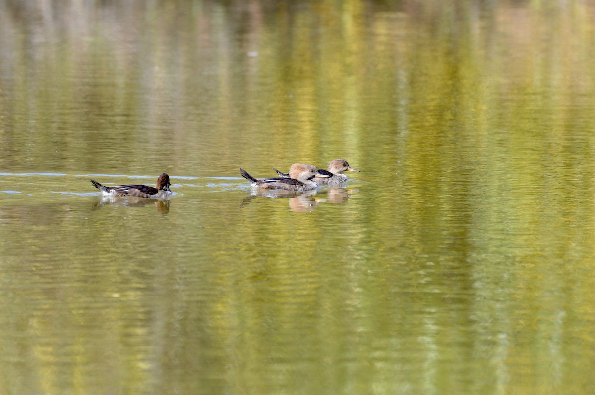 Hooded Merganser - ML642356174