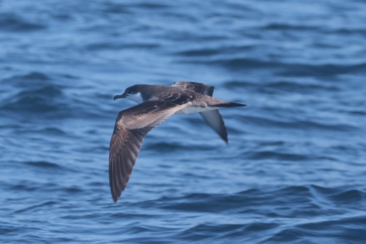 Buller's Shearwater - ML642356189