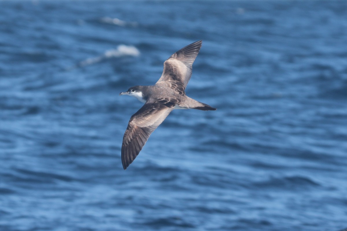 Buller's Shearwater - ML642356202