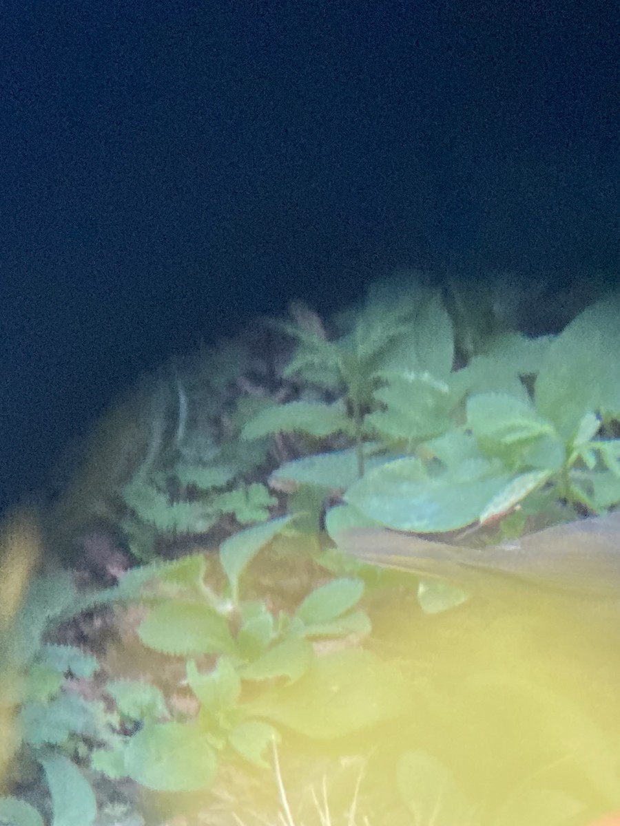 Mourning Warbler - ML642356203