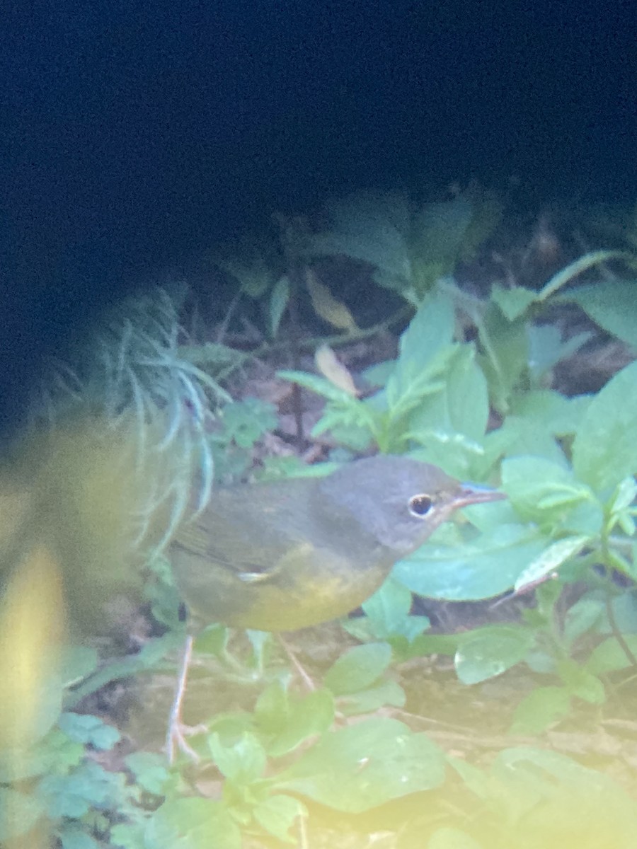 Mourning Warbler - ML642356204