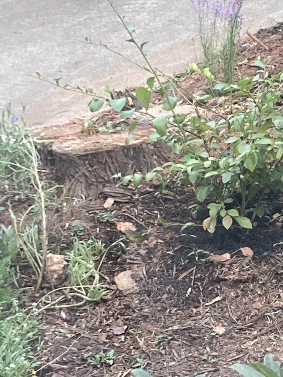 Mourning Warbler - ML642356206