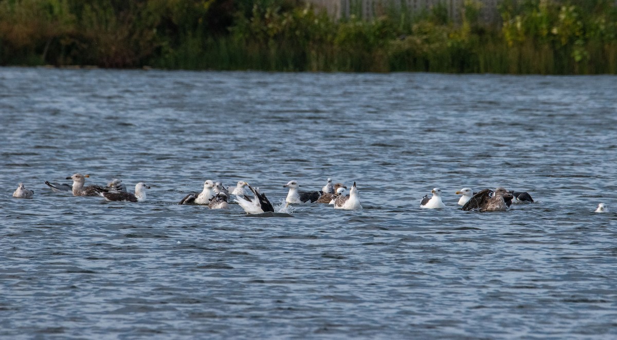 gull sp. - ML642356212