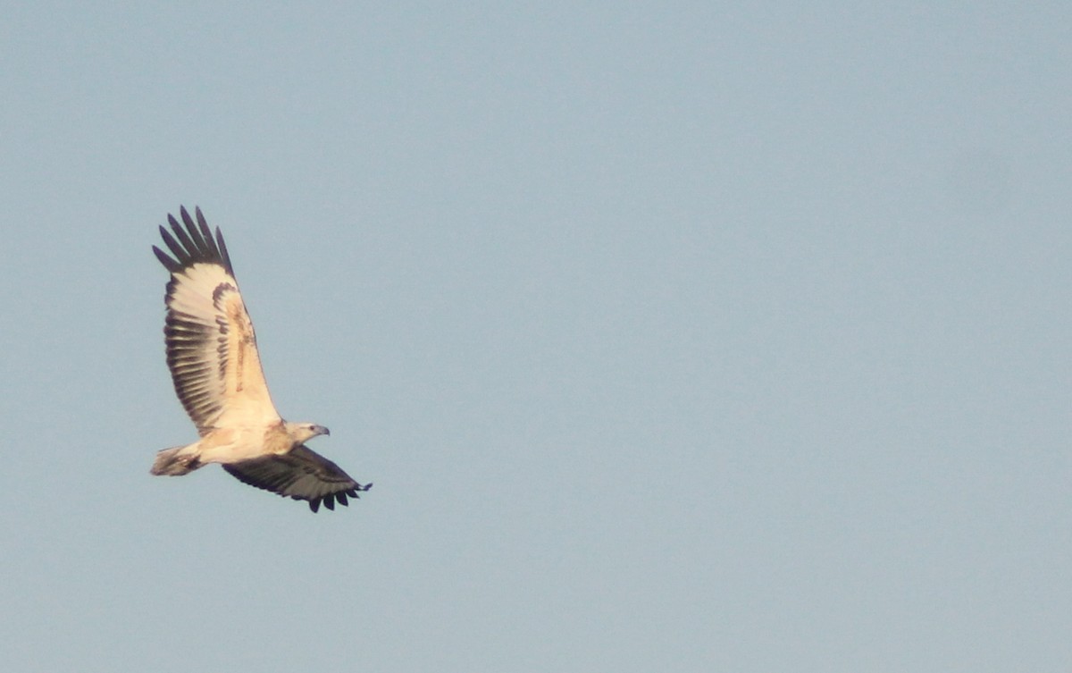 White-bellied Sea-Eagle - ML642356220