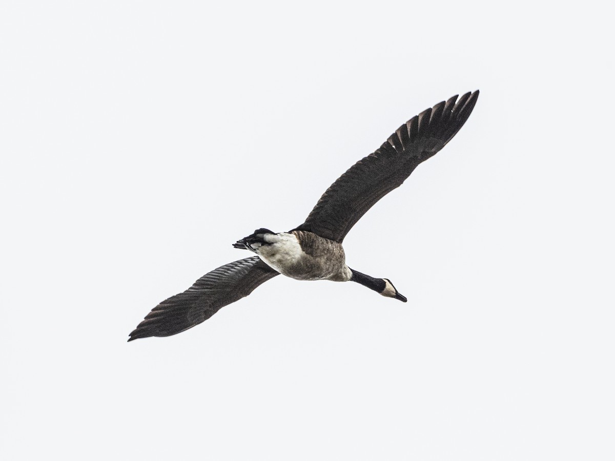 Branta kanadar handia - ML642356222