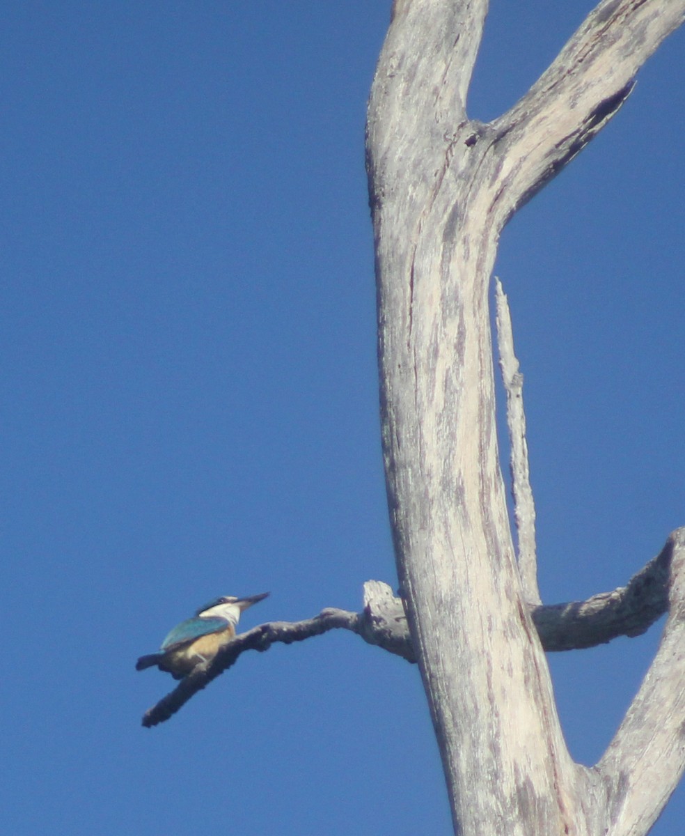 Sacred Kingfisher - ML642356223