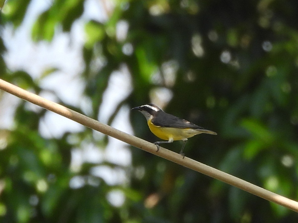 Bananaquit - ML642356224