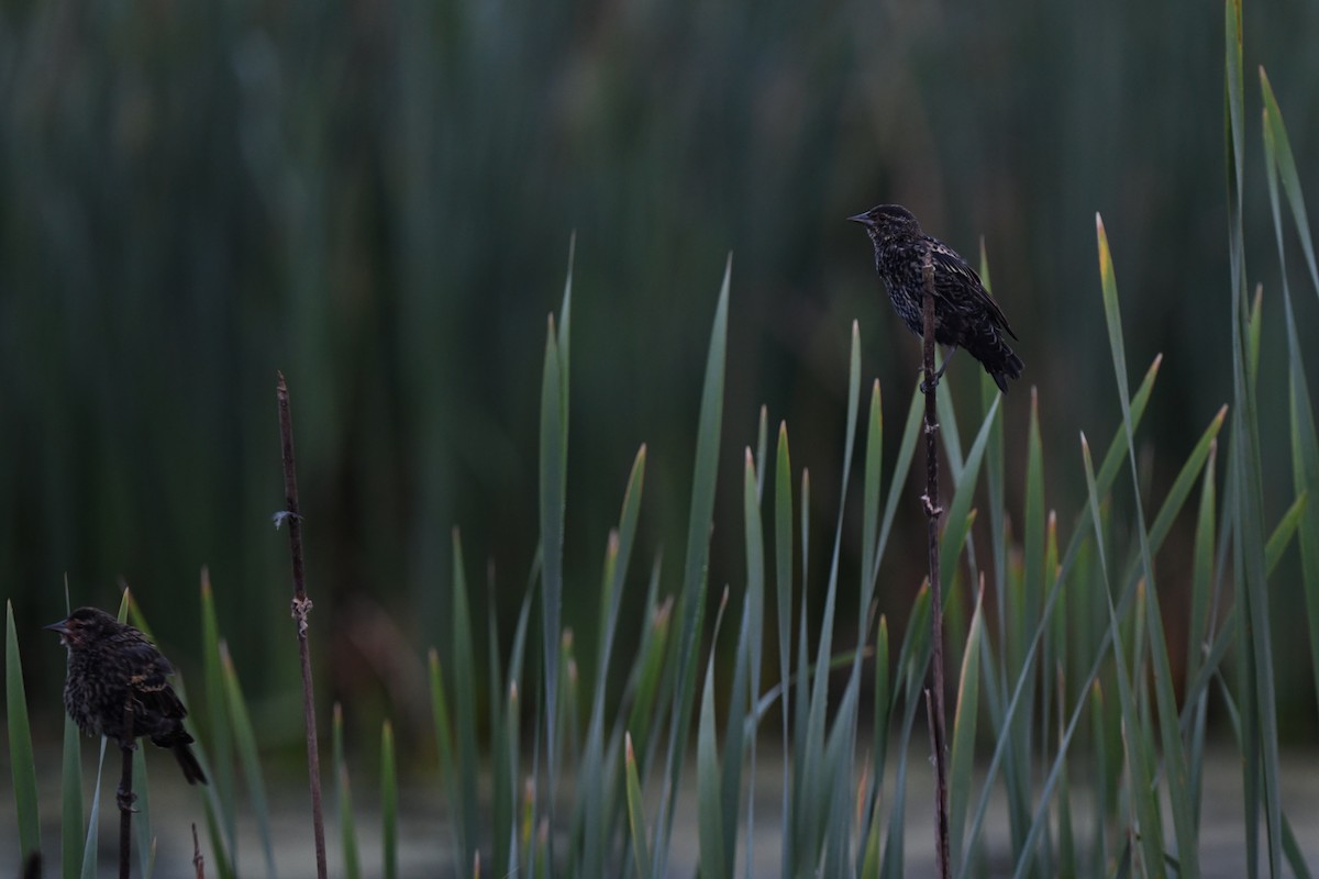 Red-winged Blackbird - ML642356226