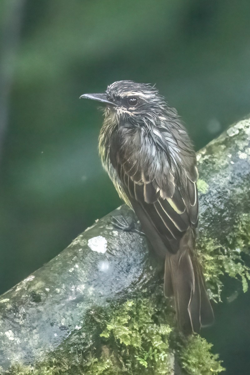 Golden-bellied Flycatcher - ML642356227
