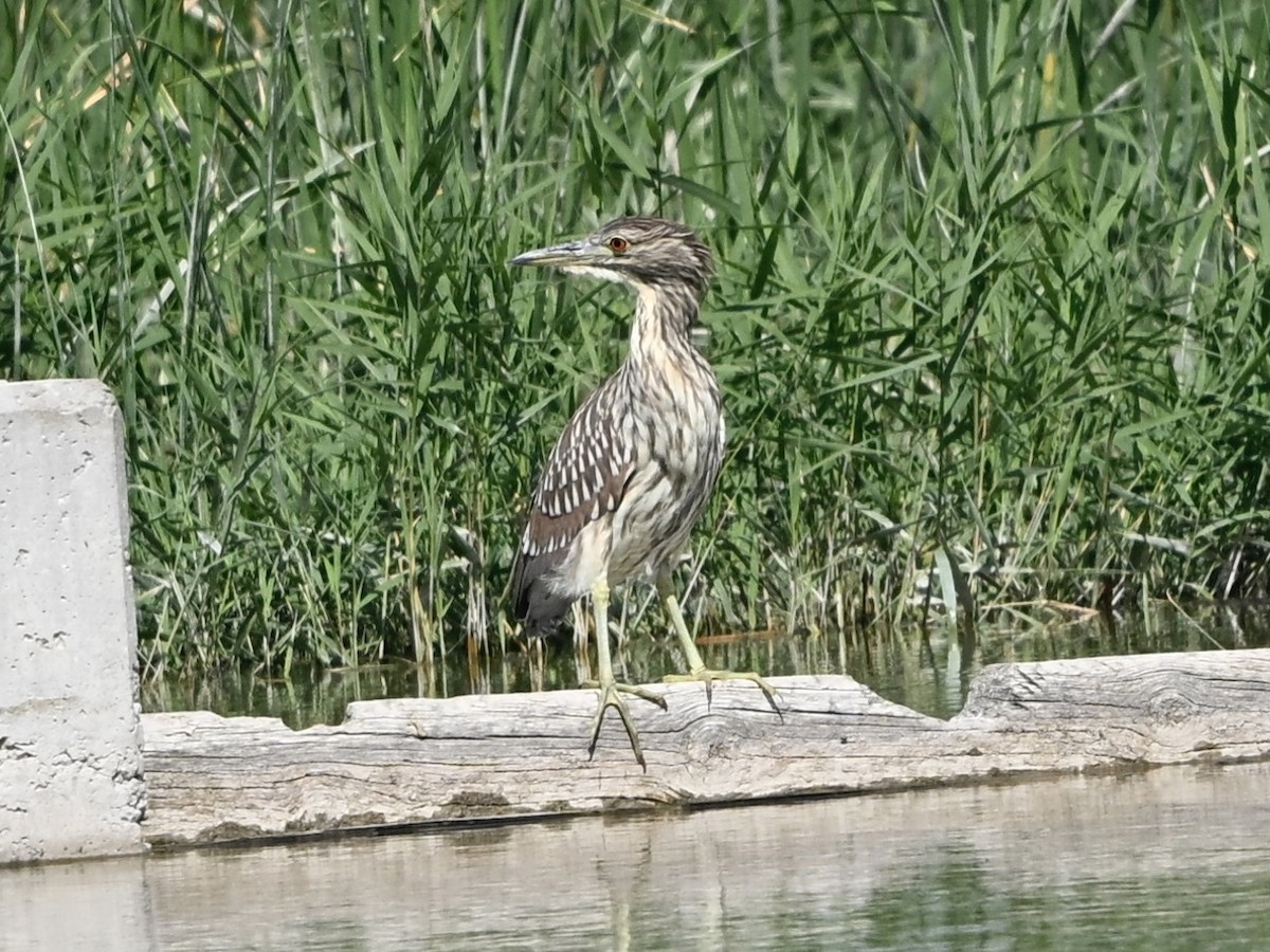Amiltxori arrunta - ML642356229