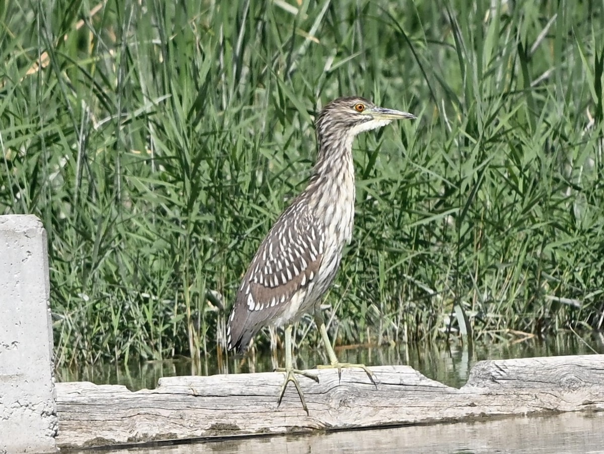 Amiltxori arrunta - ML642356231