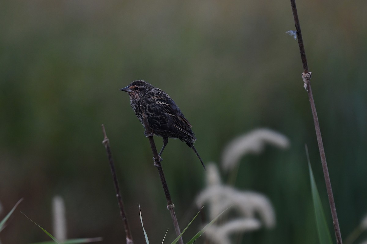 Red-winged Blackbird - ML642356232