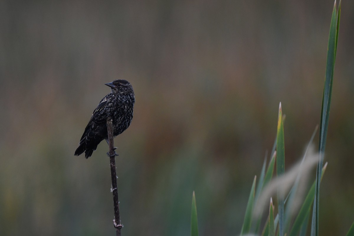 Red-winged Blackbird - ML642356234