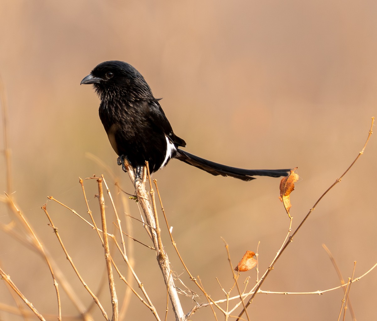 Magpie Shrike - ML642356248