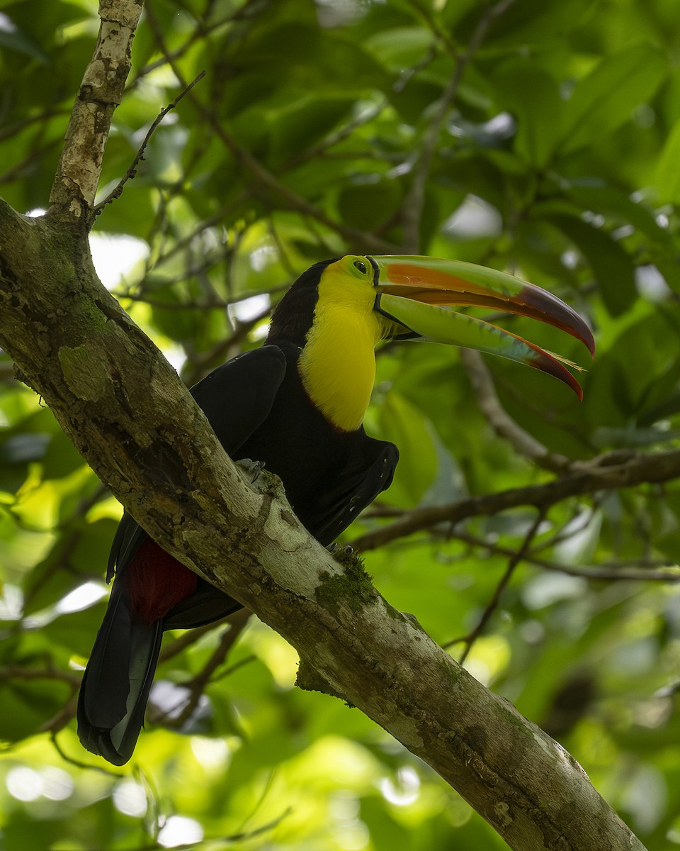 Keel-billed Toucan - ML642356253