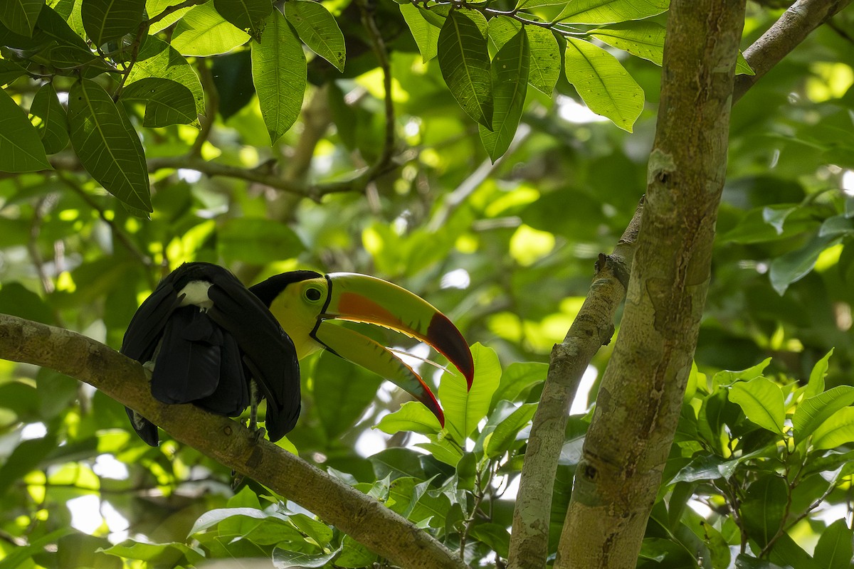 Keel-billed Toucan - ML642356254
