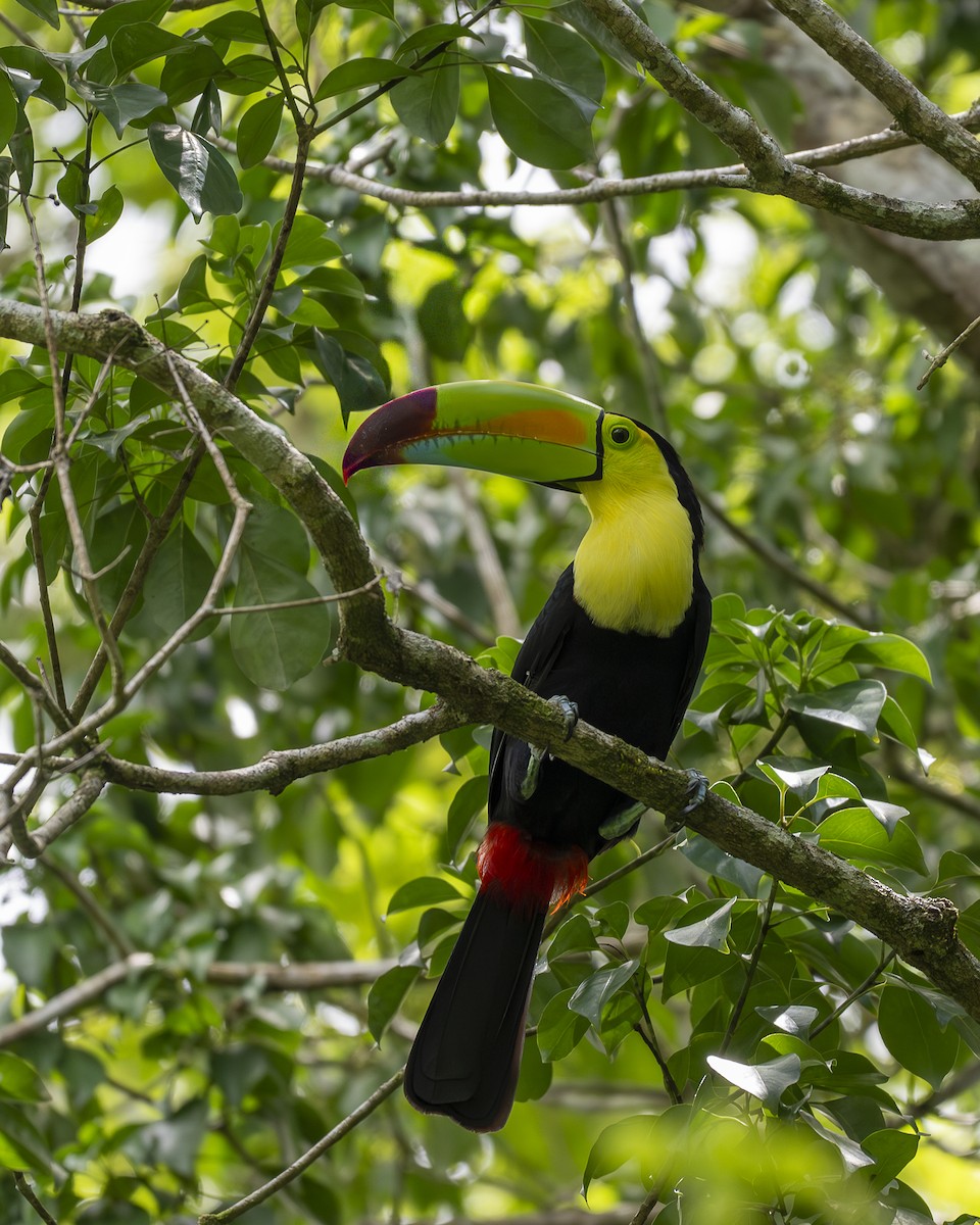 Keel-billed Toucan - ML642356256