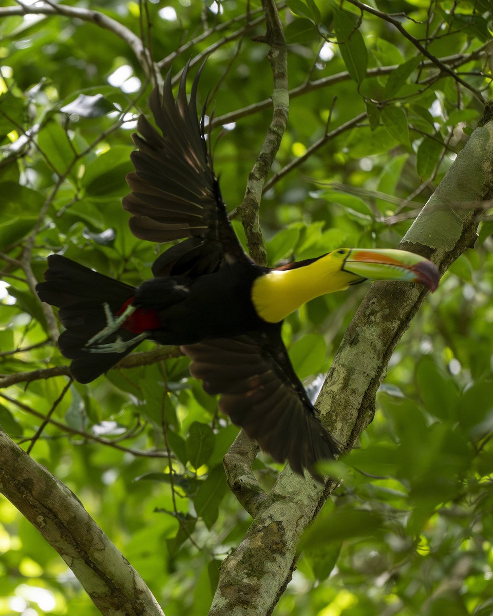 Keel-billed Toucan - ML642356257