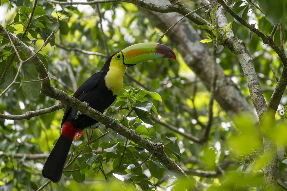 Keel-billed Toucan - ML642356258