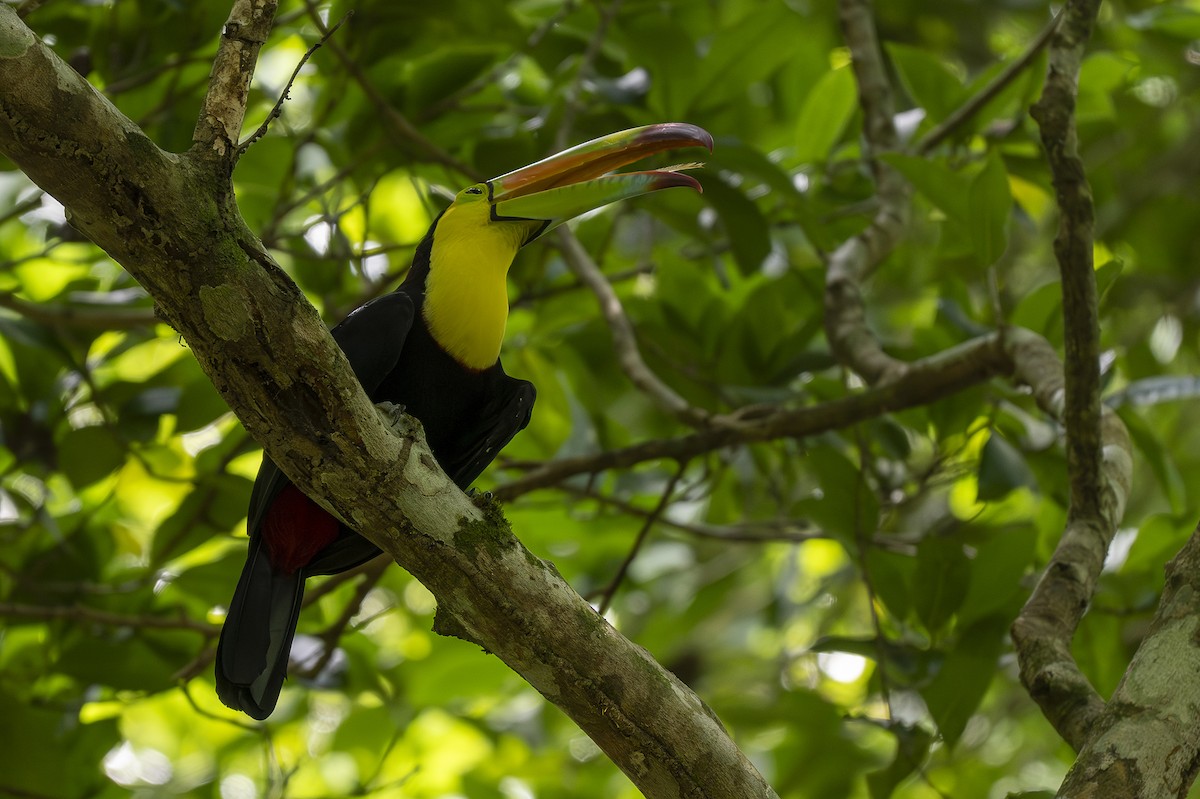 Keel-billed Toucan - ML642356259