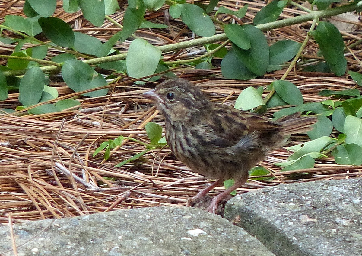 Song Sparrow - ML642356260