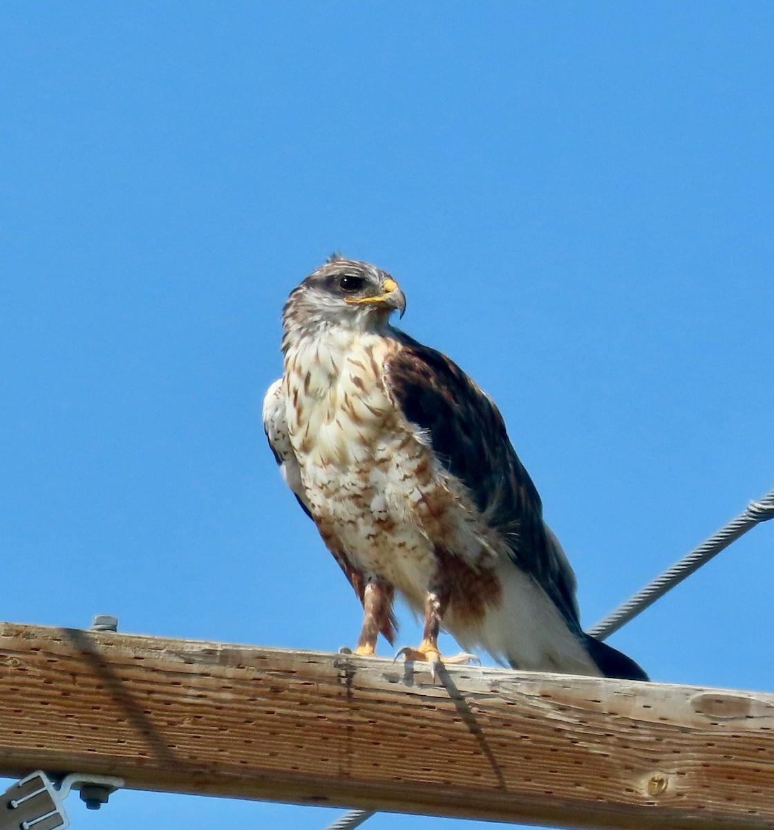 Ferruginous Hawk - ML642356262