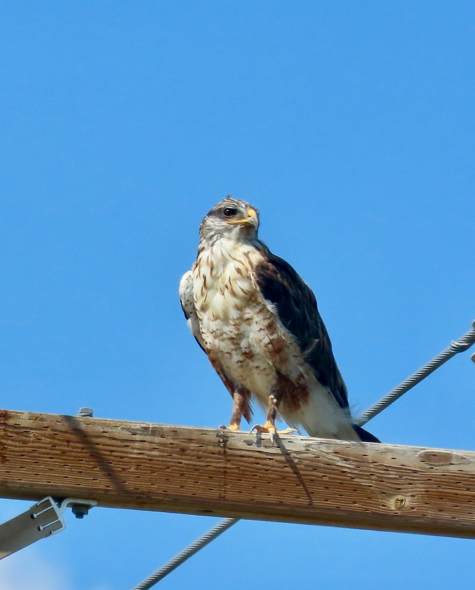 Ferruginous Hawk - ML642356263