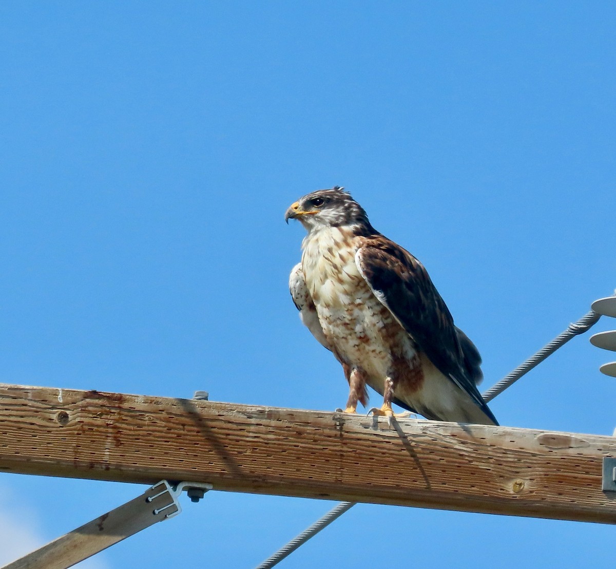 Ferruginous Hawk - ML642356264